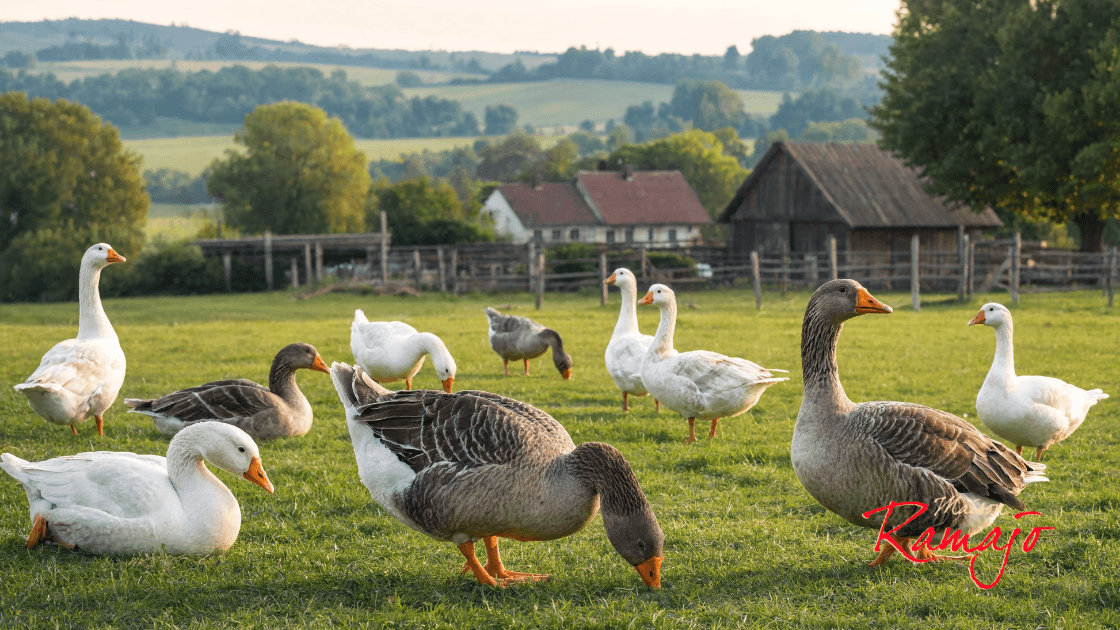 Duck or goose foie gras: how to choose?